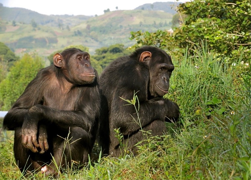 Photo: Lwiro Primates