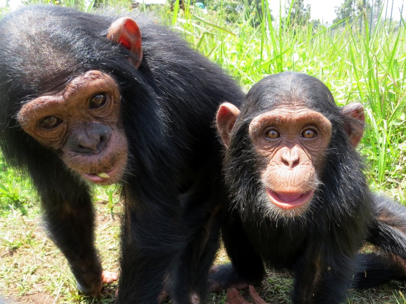 Itebero and Walikale. Photo: Lwiro Primates